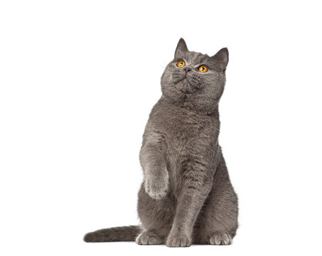British shorthair cat sitting and looking up with raised paw