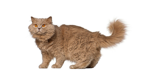 British longhair cat standing and looking up with curiosity on white background