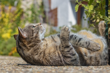 Tabby cat lying on his back in the garden and looking up at the sky 