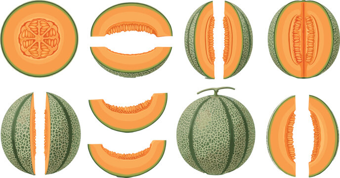 Vector Illustration Set of Fresh Cantaloupe Melons Whole and Sliced