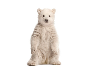 Polar bear cub standing on hind legs on white © Eric Isselée