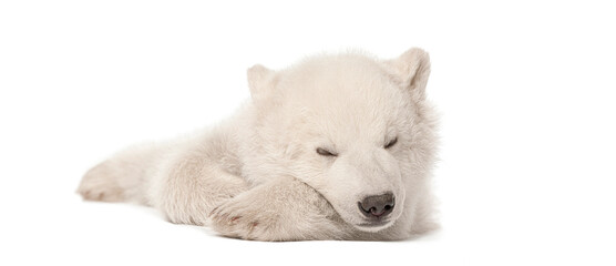 Polar bear cub resting with eyes closed on a white background © Eric Isselée