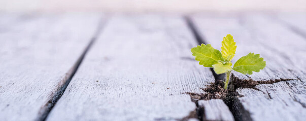 Young plant sprout breaking through weathered wooden planks, showing new life and growth overcoming adversity