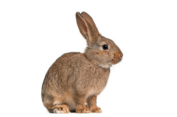 Obraz premium Brown European rabbit sitting and looking right on white background