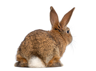 Fototapeta premium Brown bunny resting on white background looking right