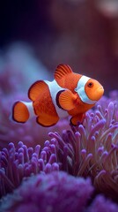 Vibrant orange and white clownfish swimming gracefully among soft purple sea anemones, creating a mesmerizing underwater scene of marine life harmony and color contrast.