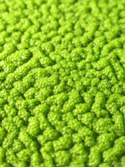 Zbliżenie na powłokę z glonów © Kumulugma