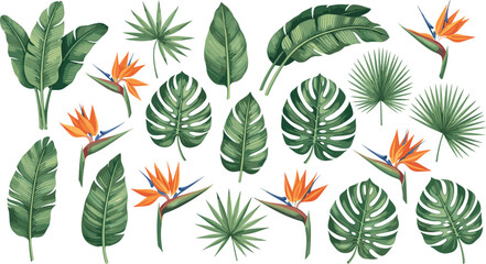 Fototapeta premium Vector Illustration Set of Tropical Monstera Banana Leaves and Bird of Paradise Flowers