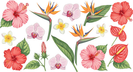 Vector Illustration Set of Tropical Flowers Including Hibiscus and Bird of Paradise © MdSoleman
