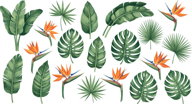 Vector Illustration Set of Tropical Monstera Banana Leaves and Bird of Paradise Flowers