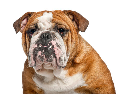 English bulldog dog portrait on white background