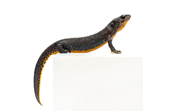 Alpine Newt, Ichthyosaura alpestris, climbing on white background
