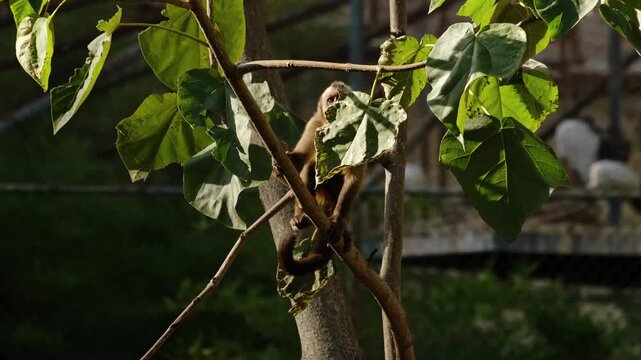 Capuchin monkey climbs and balances on tree branches inside a zoo enclosure, showing agility and natural behavior among green leaves