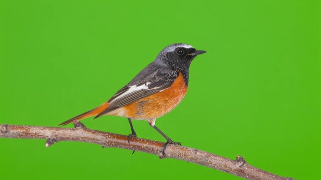A Setophaga ruticilla perched on a branch against a Chroma key Greenscreen background in a studio setting with a clear viewpoint