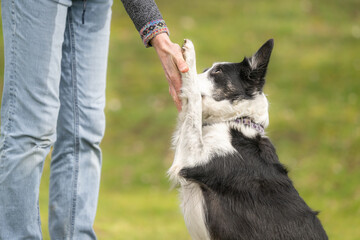 Border Collie in Dog Sport Performing Hand Touch Training for Bonding and Mental Engagement