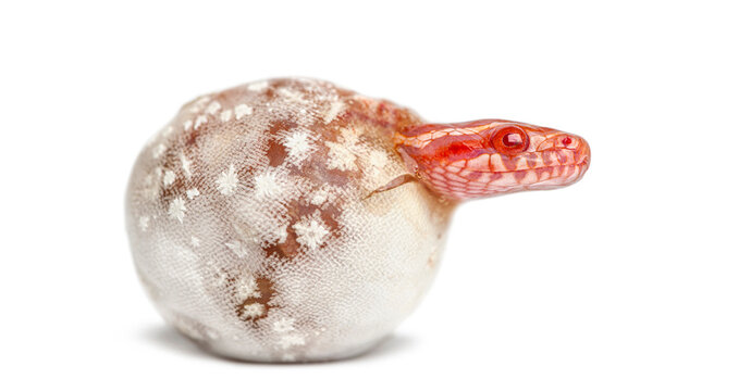 Baby corn snake hatching from egg, emerging new life