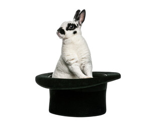 Rabbit emerging from black top hat magic trick