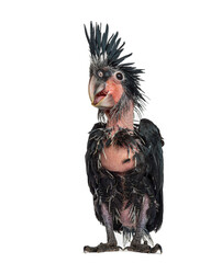 Young Palm Cockatoo Showing Its