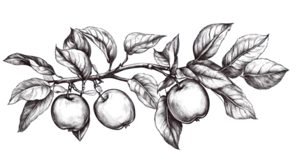 Apple branch illustration on transparent background