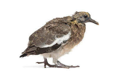 Obraz premium Young Common Wood Pigeon, Columba palumbus, standing in profile