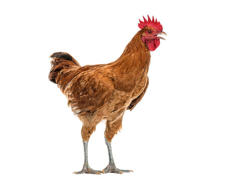 Brown Braekel rooster crowing standing isolated on white background