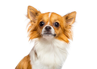Long haired chihuahua dog looking up on white background