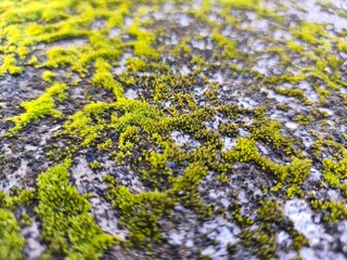 moss on the stone