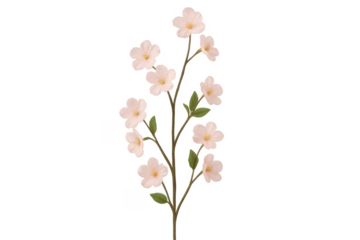 Cherry blossom branch with delicate pink sakura flowers