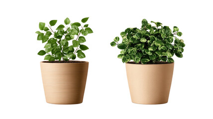 Fototapeta premium Fresh green basil herb growing in a white flowerpot isolated on a plain background as a natural houseplant ingredient for gardening and food