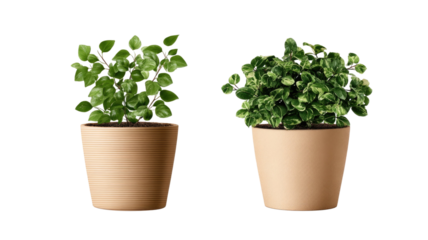 Fresh green basil herb growing in a white flowerpot isolated on a plain background as a natural houseplant ingredient for gardening and food