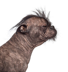 Hairless Mixed breed dog profile view closing eyes