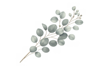 Eucalyptus silver dollar branch creating minimalist botanical frame element, watercolor foliage with transparent background