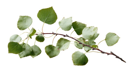 Fototapeta premium A fresh green branch of a tree with leaves and berries grows in a summer garden, featuring isolated foliage and flora for a natural closeup of seasonal plant growth on white