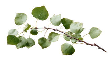 A fresh green branch of a tree with leaves and berries grows in a summer garden, featuring isolated foliage and flora for a natural closeup of seasonal plant growth on white