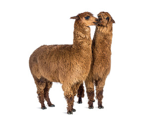 Obraz premium Two brown alpacas showing affection on white background
