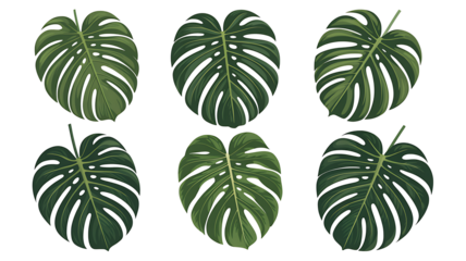 Green monstera leaves tropical plant collection
