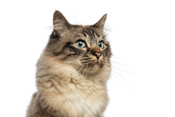 Curious Birman cat gazing with wide eyes on white background