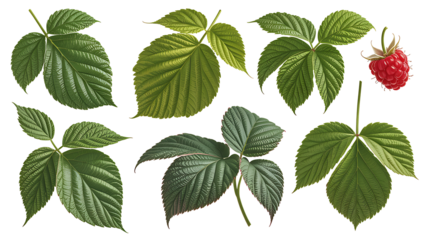 Green raspberry leaves botanical illustration set
