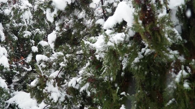 Thuja, Thuya or Life Tree, genus of coniferous gymnosperms in cypress family Cupressaceae. Horticulture as ornamental foliage plant. Snow-covered pine trees under heavy canopy. Winter storm in Serbia.