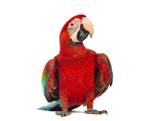 Green-winged Macaw, Ara chloropterus, standing looking at camera © Eric Isselée