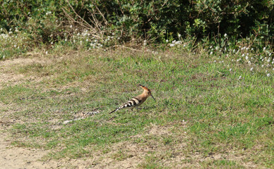 Hoopoe (Upupa epops) bird foraging on the ground