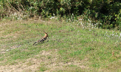 Hoopoe (Upupa epops) bird foraging on the ground © Andrea Geiss