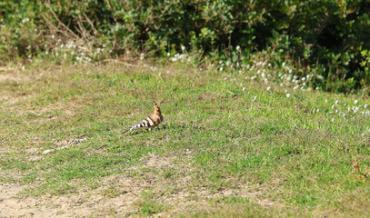 Hoopoe (Upupa epops) bird foraging on the ground © Andrea Geiss