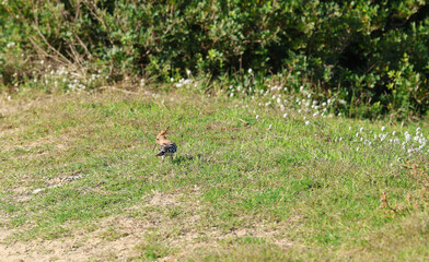 Hoopoe (Upupa epops) bird foraging on the ground © Andrea Geiss