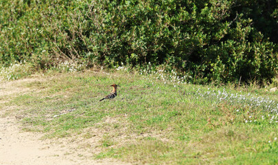 Hoopoe (Upupa epops) bird foraging on the ground © Andrea Geiss