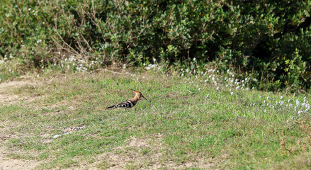 Hoopoe (Upupa epops) bird foraging on the ground © Andrea Geiss