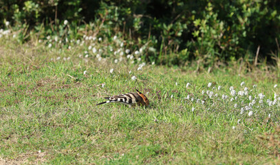 Hoopoe (Upupa epops) bird foraging on the ground © Andrea Geiss