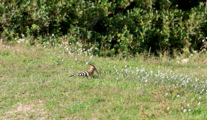 Hoopoe (Upupa epops) bird foraging on the ground © Andrea Geiss