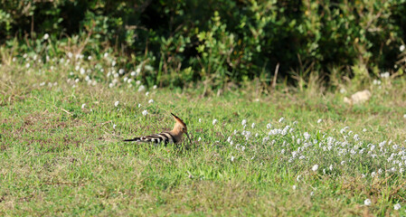 Hoopoe (Upupa epops) bird foraging on the ground © Andrea Geiss