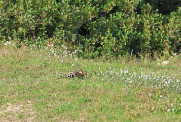 Hoopoe (Upupa epops) bird foraging on the ground © Andrea Geiss